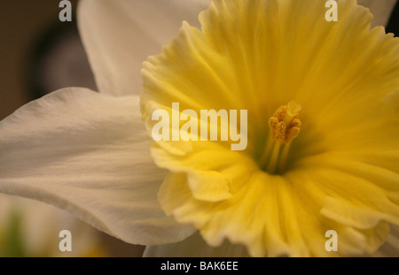 Gros plan d'une fleur jonquille jaune et blanc Banque D'Images