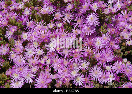 Lampranthus rose (usine à glace) en fleur, Javea, Alicante Province /Xabia, Comunidad Valenciana, Espagne Banque D'Images