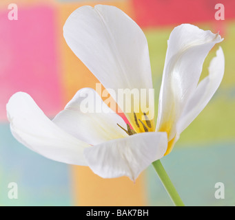 White Tulip tulpa capitule. Banque D'Images