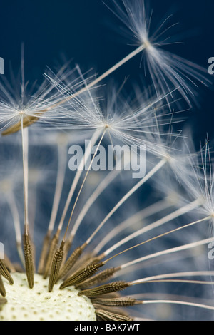 Close Up Portrait of Dandelion Seeds a propos de chute hors de la tête de semences Banque D'Images