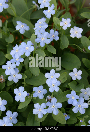 Omphalodes lojkae, Boraginaceae, Caucase, Eurasie occidentale Banque D'Images