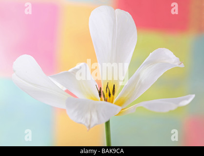White Tulip tulipa capitule. Banque D'Images
