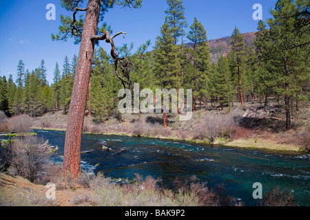 USA OREGON vue du pin ponderosa le long de la rivière Metolius dans les montagnes Cascades du centre de l'Oregon Banque D'Images
