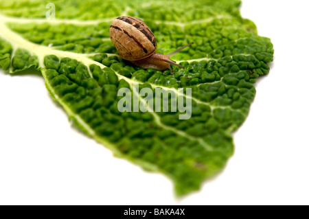 Un escargot Helix pomatia sur une feuille sur un fond blanc Banque D'Images