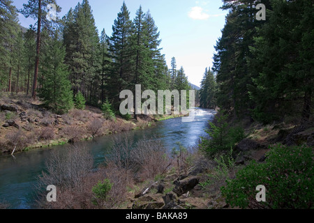 USA OREGON vue du pin ponderosa le long de la rivière Metolius dans les montagnes Cascades du centre de l'Oregon Banque D'Images