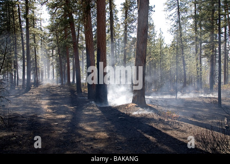 La fumée monte d'arbres de pin ponderosa carbonisé après une petite forêt Forêt Banque D'Images