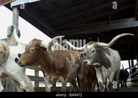Longhorn Cattle Drive. Fort Worth Stockyards. Texas USA Banque D'Images