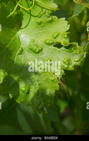 Feuille de vigne montrant l'attaque par le pou de vigne phylloxérique, le cellier des princes Châteauneuf du Pape rhone france Banque D'Images