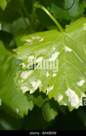 Feuille de vigne montrant l'attaque par le pou de vigne phylloxérique, le cellier des princes Châteauneuf du Pape rhone france Banque D'Images