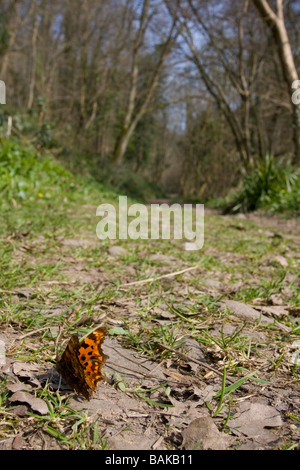 Vue grand angle de virgule Polygonia c-album butterfly sitting on voie avec des ailes ouvertes le chemin forestiers, Worcestershire, Royaume-Uni. Banque D'Images