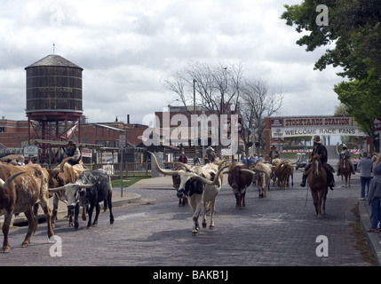 Longhorn Cattle Drive. Fort Worth Stockyards. Texas USA Banque D'Images