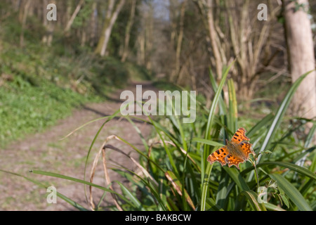 Vue grand angle de virgule Polygonia c-album butterfly sitting sur iris sp avec des ailes ouvertes le chemin forestiers, Worcestershire, Royaume-Uni. Banque D'Images