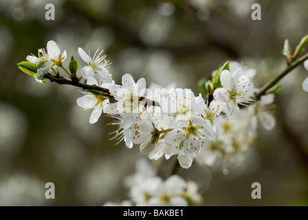 Blackthorn Prunus spinosa Blossom au printemps du pays de Galles, Royaume-Uni. Banque D'Images