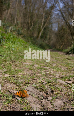 Vue grand angle de virgule Polygonia c-album butterfly assis sur le sol avec des ailes ouvertes le chemin forestiers, Worcestershire, Royaume-Uni. Banque D'Images