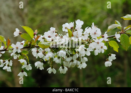 Gean ou Wild Cherry Blossom Prunus avium, Pays de Galles, Royaume-Uni. Banque D'Images