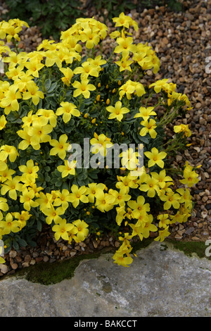 Lin, Linum, doefleri Linaceae, Crète, Grèce Banque D'Images