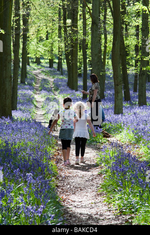 Jacinthes des bois Ashridge - Buckinghamshire Banque D'Images