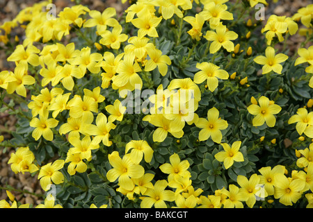 Lin, Linum, doefleri Linaceae, Crète, Grèce Banque D'Images