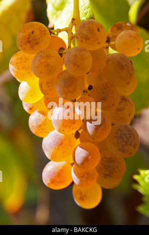 Raisins mûrs domaine pelaquie rhone france Banque D'Images