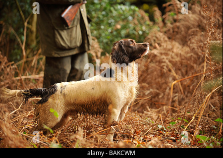 Springer spaniel en attente avec le propriétaire, pour lui d'abattre un oiseau Banque D'Images