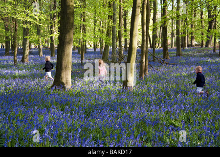 Jacinthes des bois Ashridge - Buckinghamshire Banque D'Images