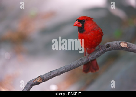 Cardinal rouge Cardinalis cardinalis cardinalis homme assis sur une branche Banque D'Images