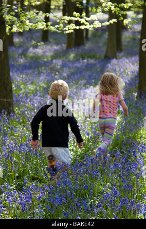 Jacinthes des bois Ashridge - Buckinghamshire Banque D'Images