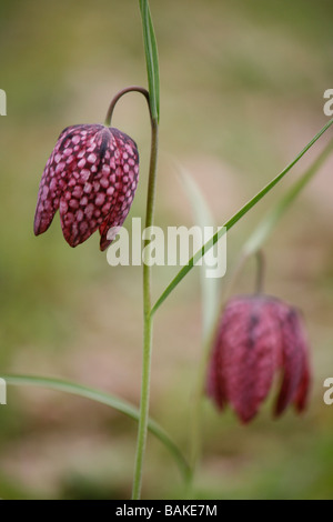 Les serpents-chef fritillaries (fritillaria meleagris) floraison dans un pré de fleurs sauvages du Yorkshire, en avril. Banque D'Images