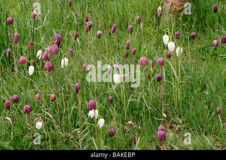 Groupe des serpents-chef fritillaries (fritillaria meleagris) floraison dans un pré de fleurs sauvages dans le Yorkshire, en avril. Banque D'Images