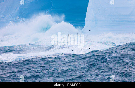 Prions l'Antarctique survoler une mer coups un iceberg tabulaire bleu dans l'océan Antarctique Banque D'Images