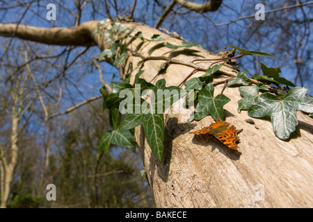 Vue grand angle de virgule Polygonia c-album soleil papillon sur le côté de l'arbre, ailes ouvertes dans la forêt, Worcestershire, Royaume-Uni. Banque D'Images