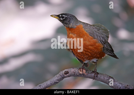 Merle d'Amérique Turdus migratorius migratorius secouer l'homme après avoir pris un bain Banque D'Images