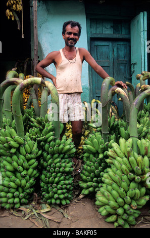 L'Inde, l'État du Karnataka, Mysore, marché Devaraja, bananes Banque D'Images
