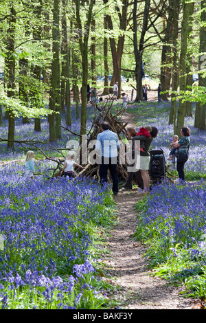 Jacinthes des bois Ashridge Buckinghamshire Banque D'Images