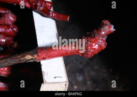 Le gamay vins de la pépinière à l'usine où on greffe ciré dom du vissoux beaujolais bourgogne france Banque D'Images