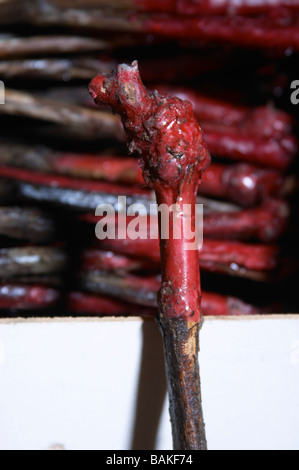 Le gamay vins de la pépinière à l'usine où on greffe ciré dom du vissoux beaujolais bourgogne france Banque D'Images