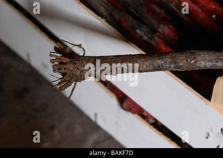 Le gamay vins de la pépinière à couper les racines des plantes à la plantation dom du vissoux beaujolais bourgogne france Banque D'Images