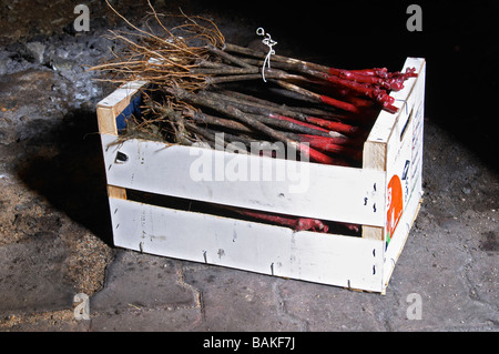 Le gamay vins de la pépinière de planter des dom du vissoux beaujolais bourgogne france Banque D'Images