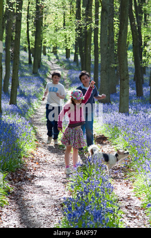 Jacinthes des bois Ashridge - Buckinghamshire Banque D'Images