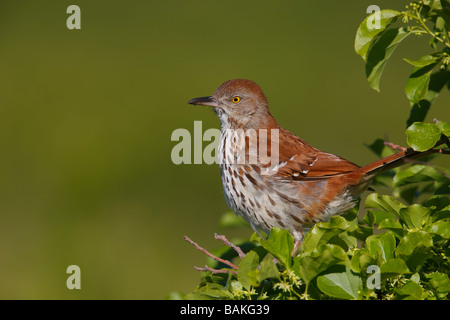 Moqueur roux Toxostoma rufum rufum assis dans l'arbre près de nest Banque D'Images