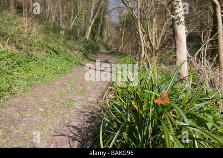 Vue grand angle de virgule Polygonia c-album butterfly sitting sur iris sp avec des ailes ouvertes le chemin forestiers, Worcestershire, Royaume-Uni. Banque D'Images