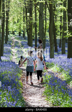 Jacinthes des bois Ashridge - Buckinghamshire Banque D'Images