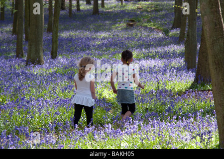 Jacinthes des bois Ashridge - Buckinghamshire Banque D'Images