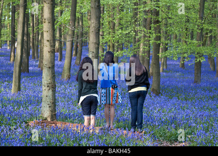 Jacinthes des bois Ashridge - Buckinghamshire Banque D'Images