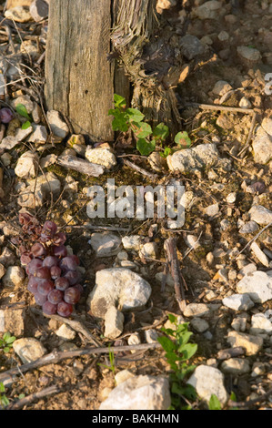 Pinot gris récolté vert grappe sur un sol graveleux de sable au sol domaine Gérard neumeyer alsace france Banque D'Images