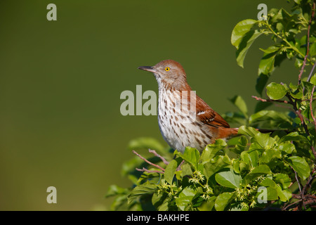 Moqueur roux Toxostoma rufum rufum assis dans l'arbre près de nest Banque D'Images