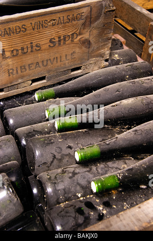 Vieilles bouteilles dans la cave. dom louis sipp ribeauvillé alsace france Banque D'Images