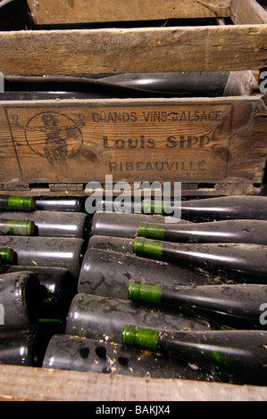 Vieilles bouteilles dans la cave. dom louis sipp ribeauvillé alsace france Banque D'Images