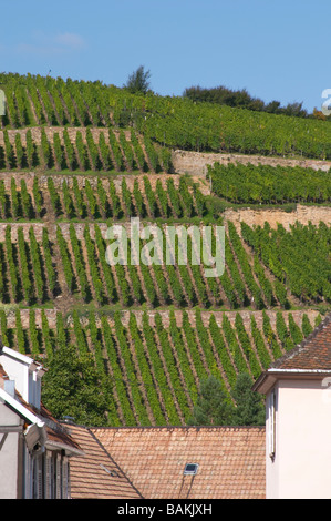 Vignoble grand cru geisberg ribeauville alsace france Banque D'Images