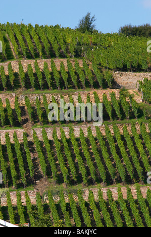 Vignoble grand cru geisberg ribeauville alsace france Banque D'Images